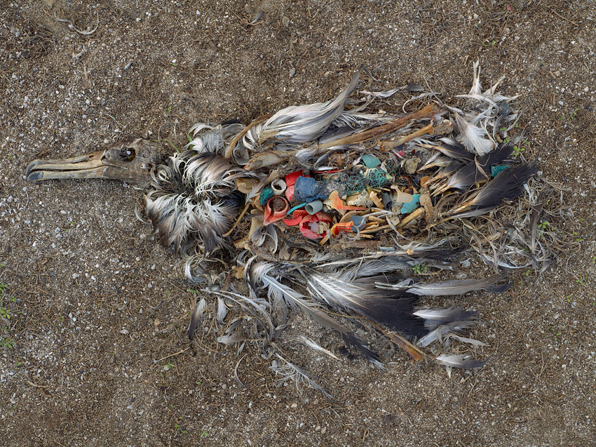 midway island - a dead albatross full of plastic
